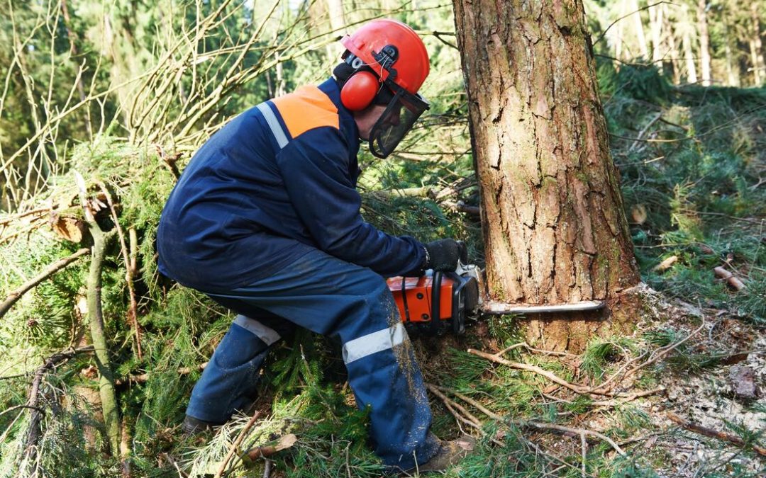 Riesgo por sobrecarga biomecánica postural en técnicas de tala y apeo en el sector forestal: Uso del método OWAS